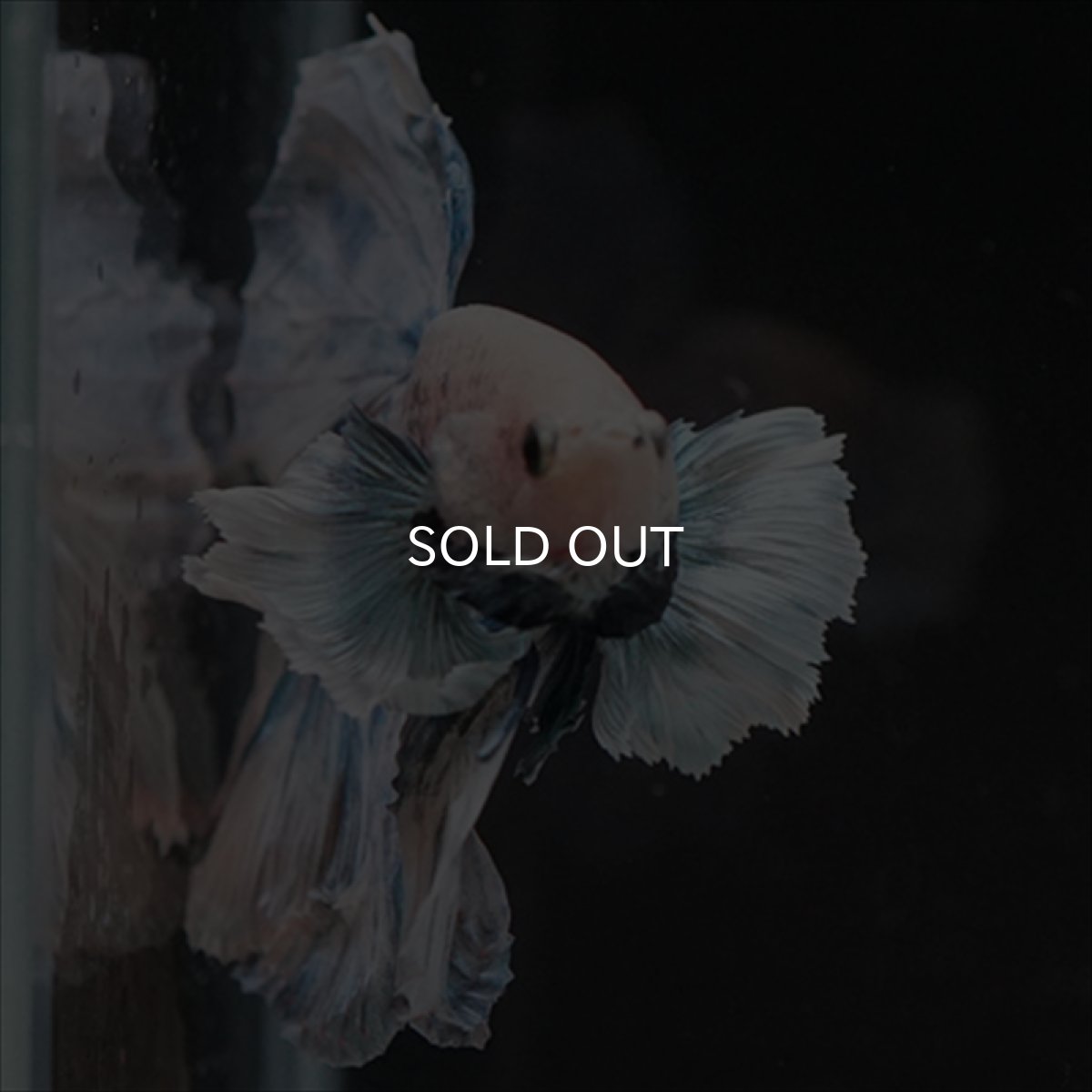 画像10: HM　ファンシーローズテール　ダンボ (10)