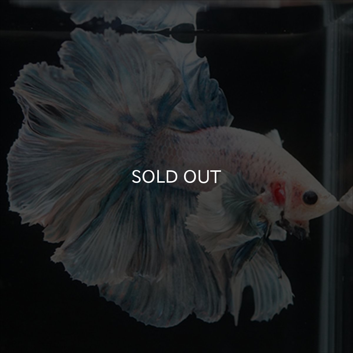 画像2: HM　ファンシーローズテール　ダンボ (2)