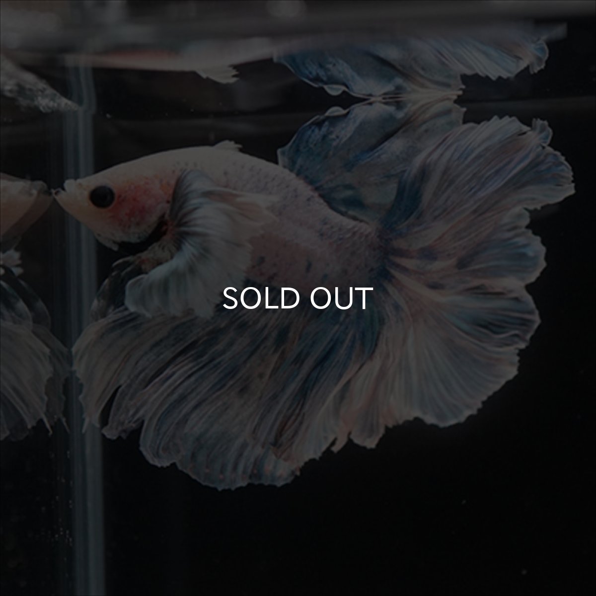 画像9: HM　ファンシーローズテール　ダンボ (9)