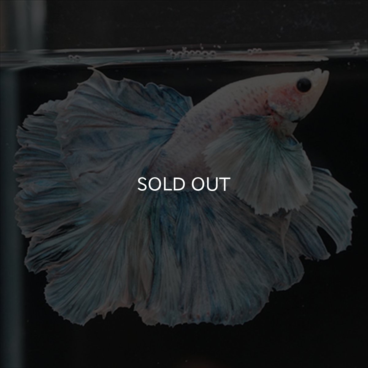 画像8: HM　ファンシーローズテール　ダンボ (8)