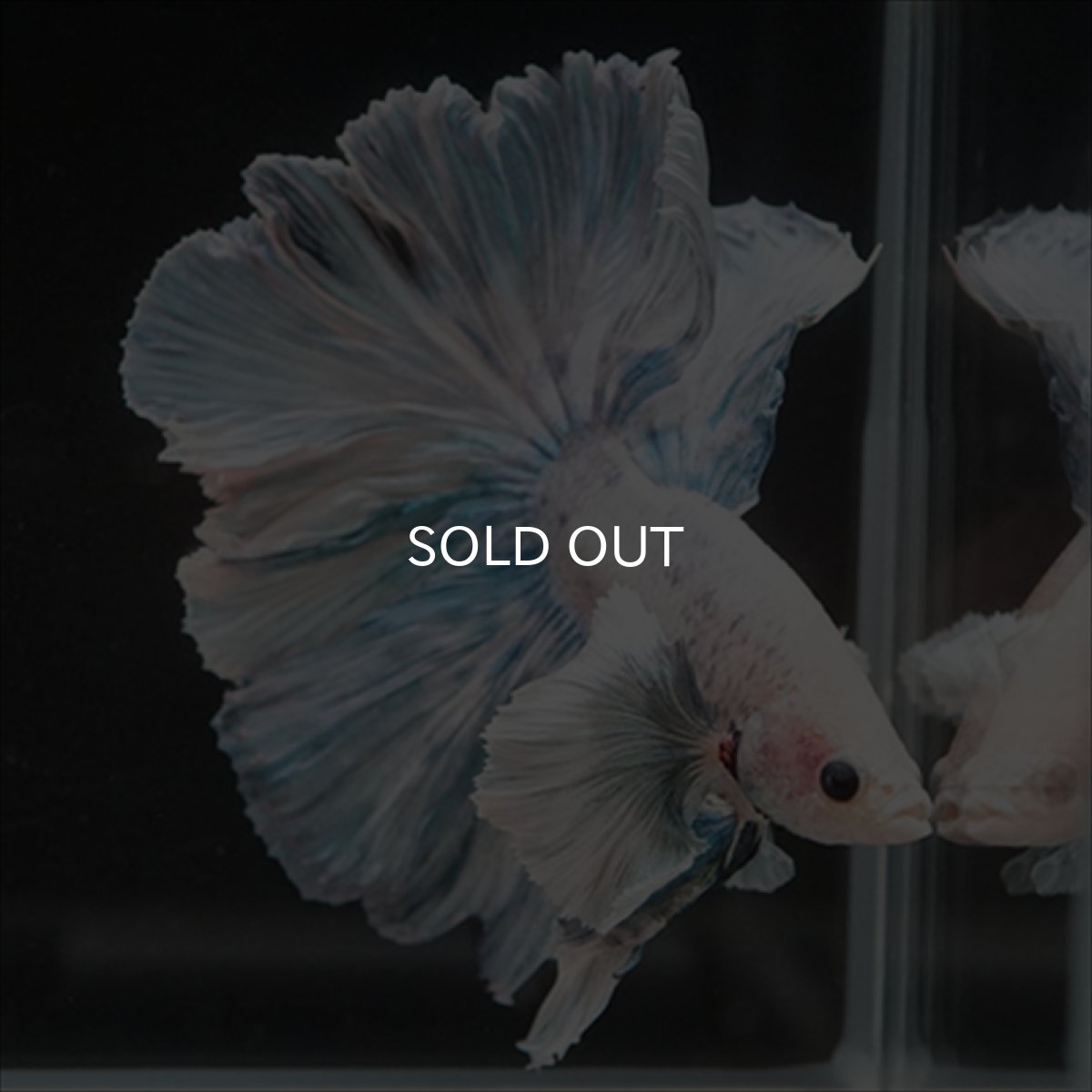 画像7: HM　ファンシーローズテール　ダンボ (7)