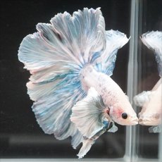 画像7: HM　ファンシーローズテール　ダンボ (7)