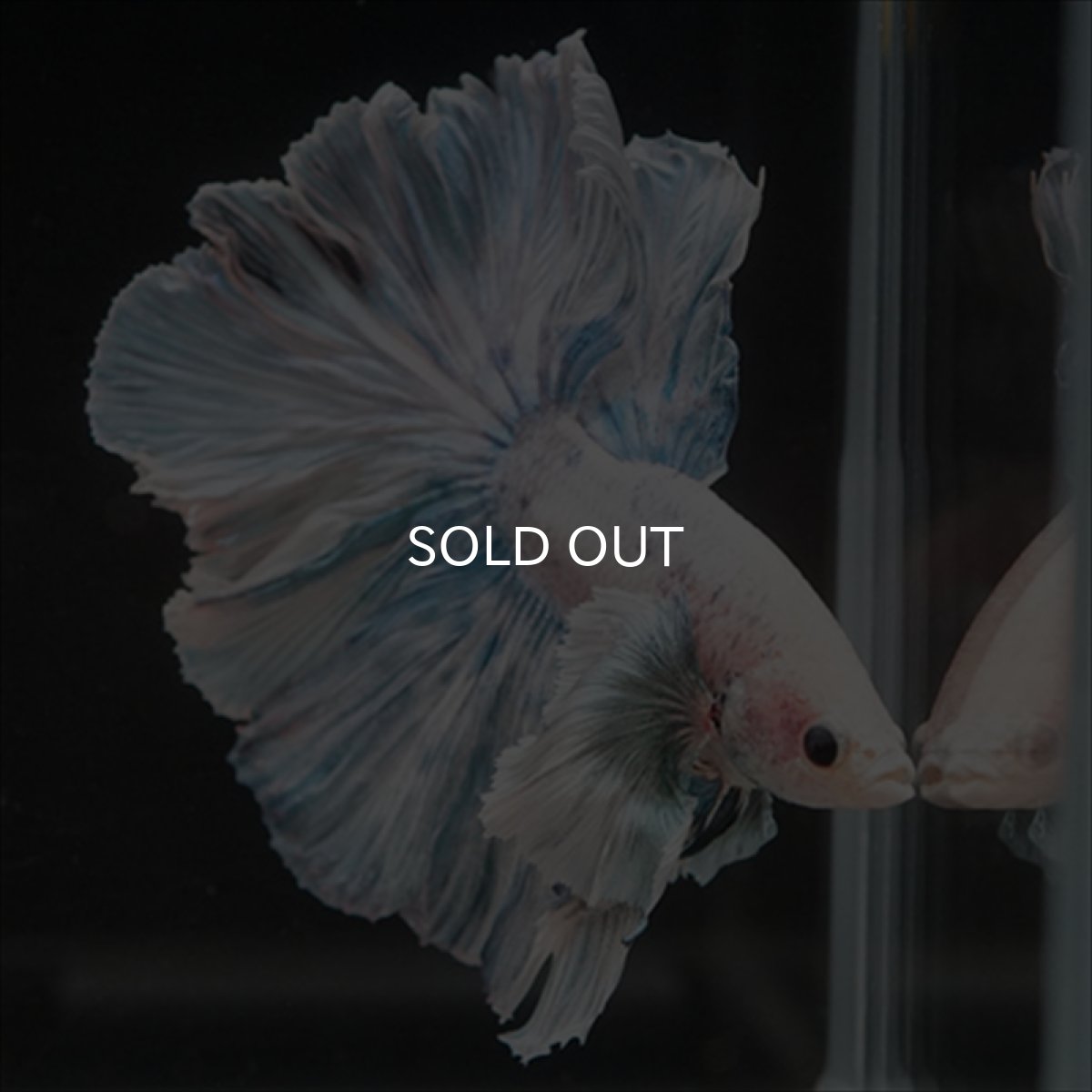 画像6: HM　ファンシーローズテール　ダンボ (6)