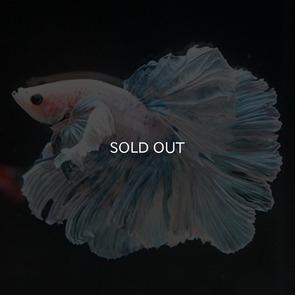 画像5: HM　ファンシーローズテール　ダンボ (5)