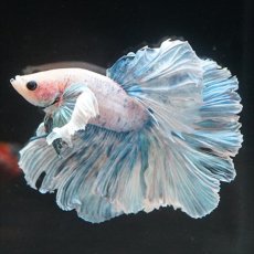 画像5: HM　ファンシーローズテール　ダンボ (5)