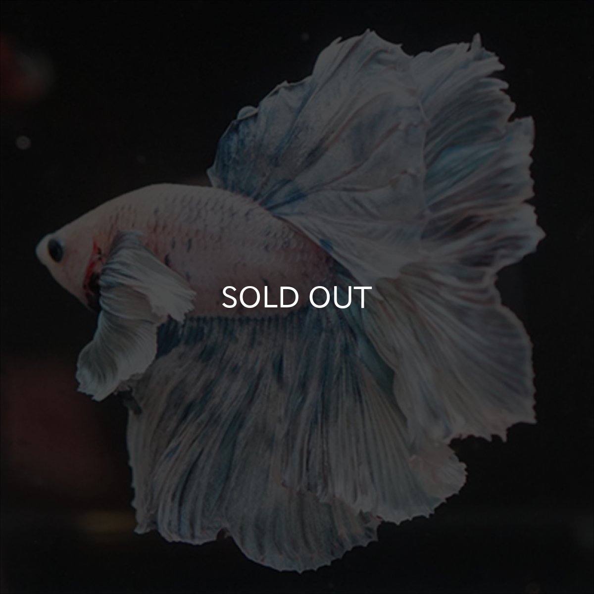 画像4: HM　ファンシーローズテール　ダンボ (4)