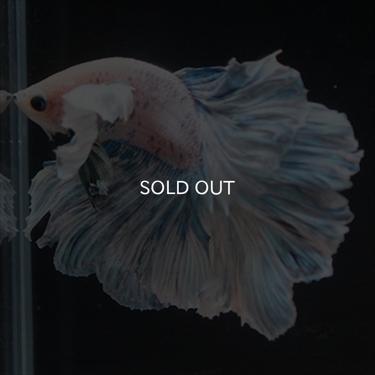 画像3: HM　ファンシーローズテール　ダンボ (3)