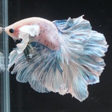 画像3: HM　ファンシーローズテール　ダンボ (3)