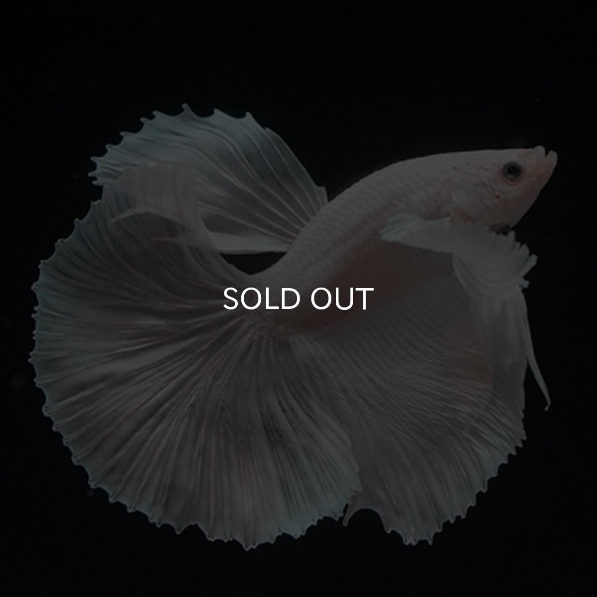 画像2: HM　ホワイトファンシー　ダンボ (2)