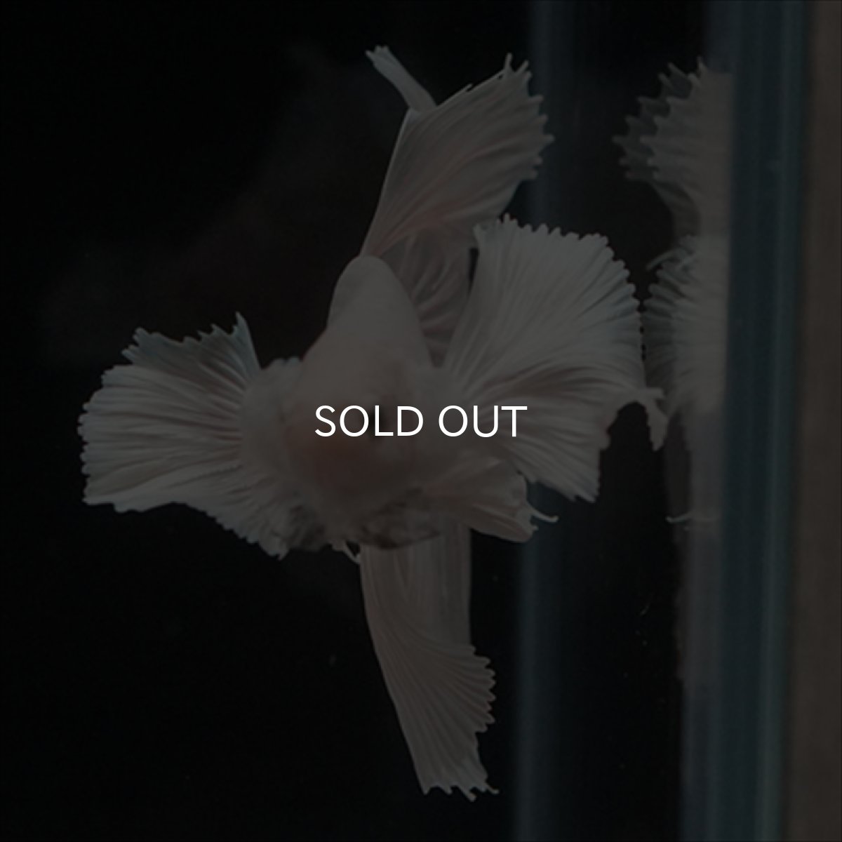 画像16: HM　ホワイトファンシー　ダンボ (16)