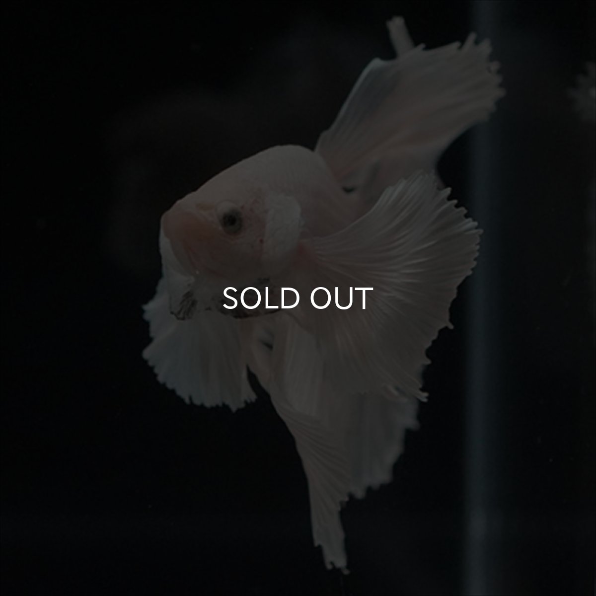 画像15: HM　ホワイトファンシー　ダンボ (15)