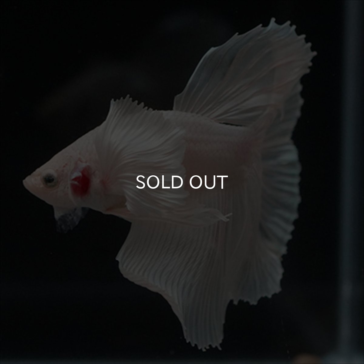 画像14: HM　ホワイトファンシー　ダンボ (14)