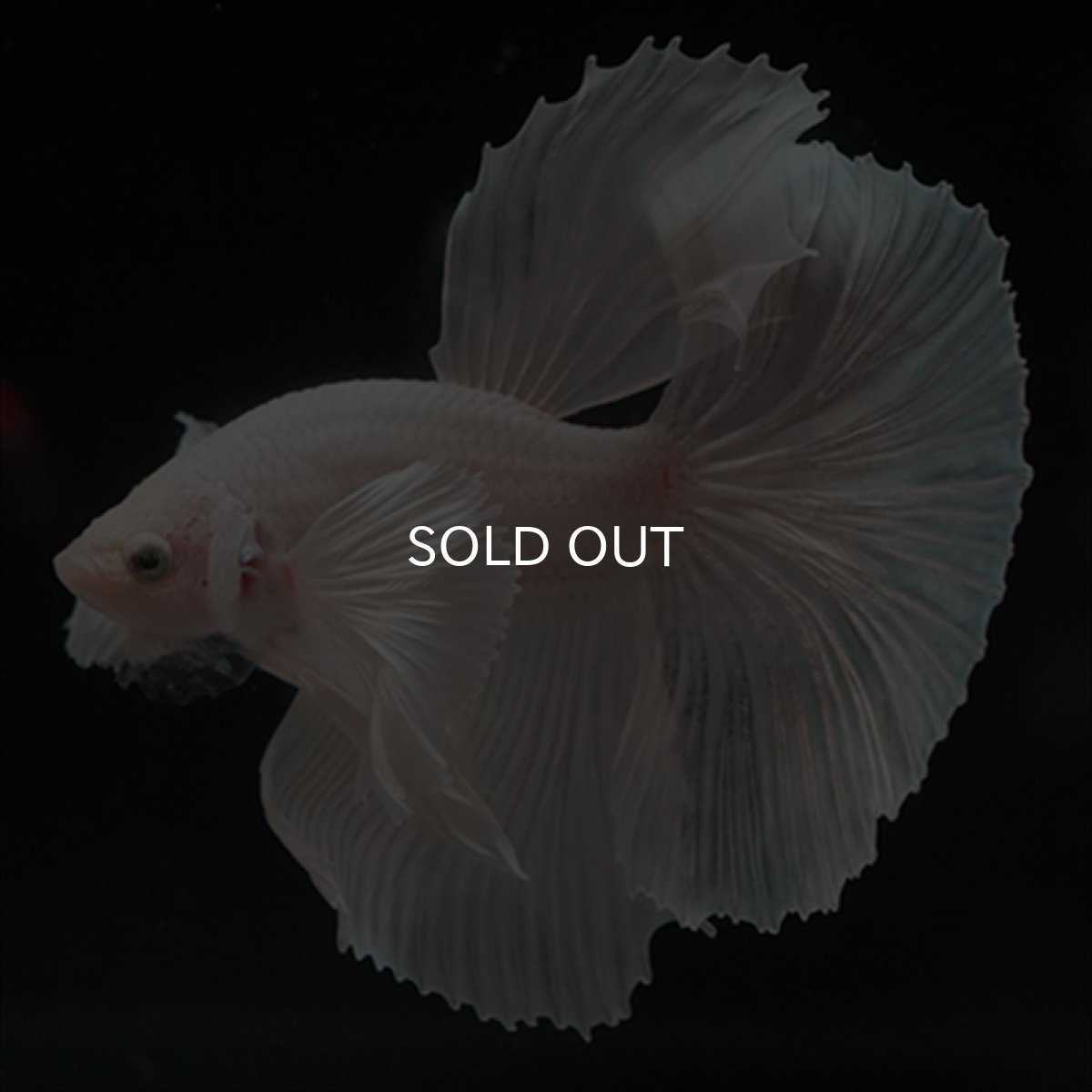 画像13: HM　ホワイトファンシー　ダンボ (13)