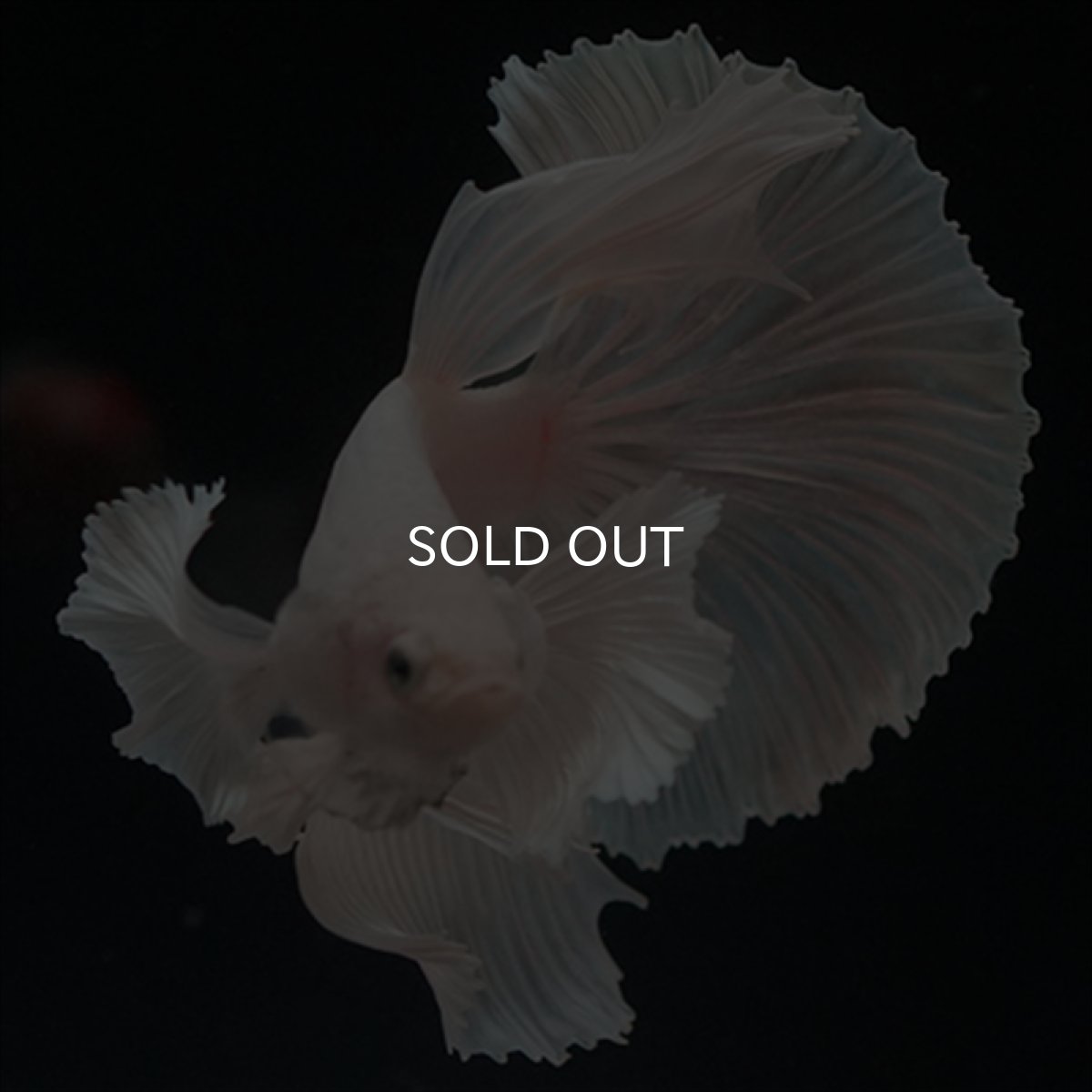 画像12: HM　ホワイトファンシー　ダンボ (12)