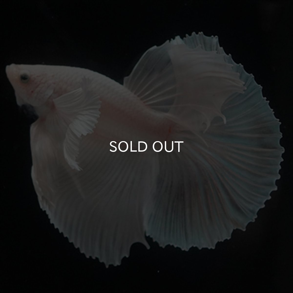 画像11: HM　ホワイトファンシー　ダンボ (11)