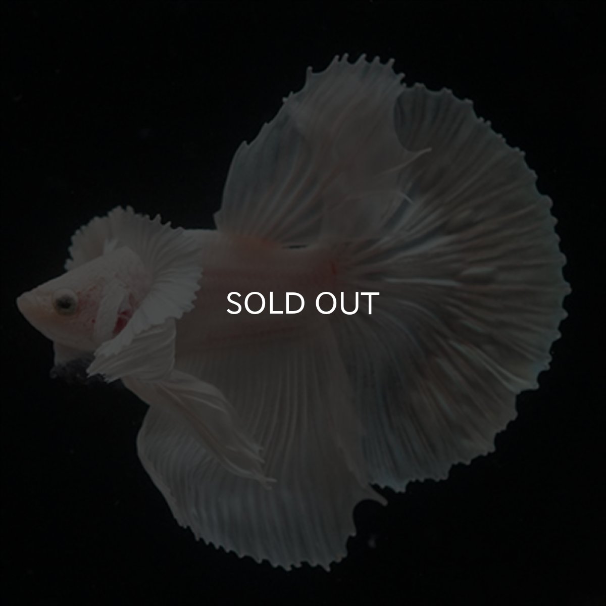 画像10: HM　ホワイトファンシー　ダンボ (10)