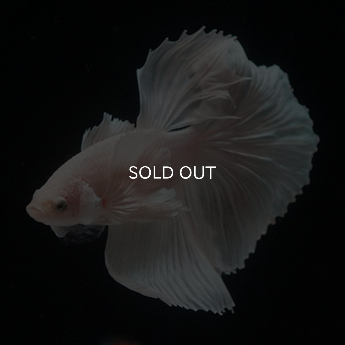 画像9: HM　ホワイトファンシー　ダンボ (9)