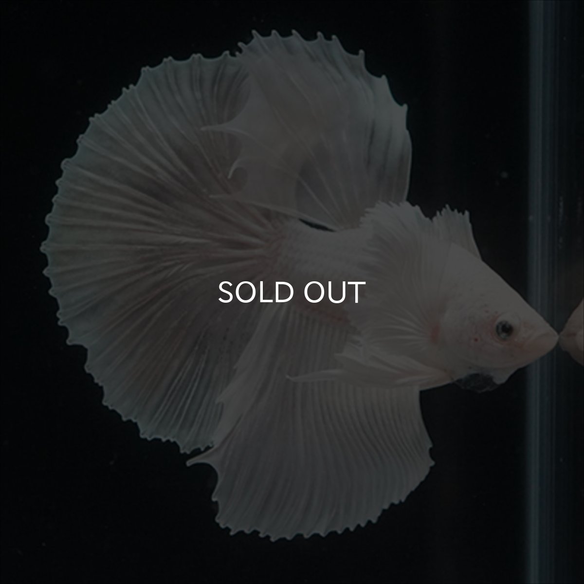 画像8: HM　ホワイトファンシー　ダンボ (8)