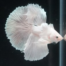 画像8: HM　ホワイトファンシー　ダンボ (8)