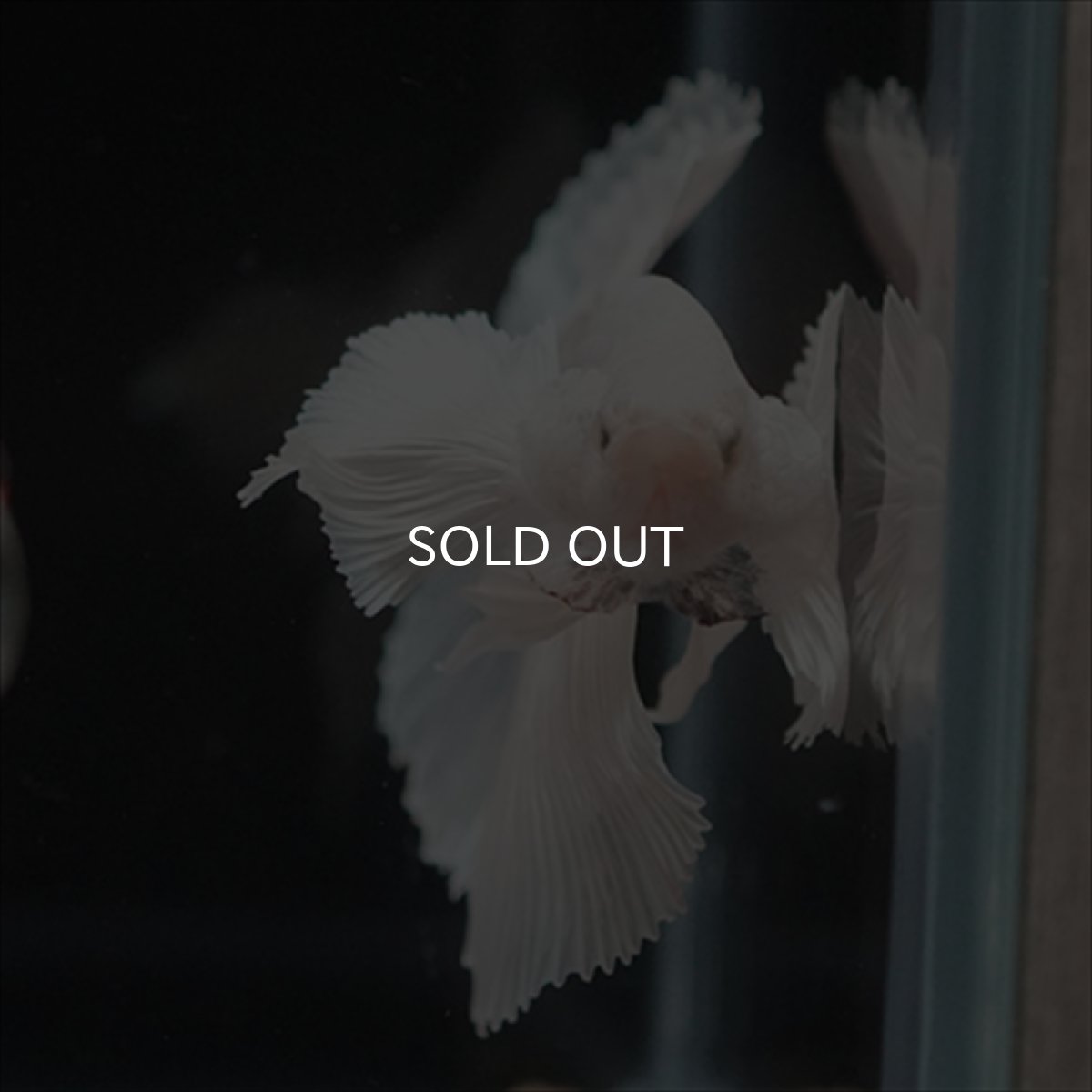 画像7: HM　ホワイトファンシー　ダンボ (7)