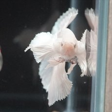 画像7: HM　ホワイトファンシー　ダンボ (7)