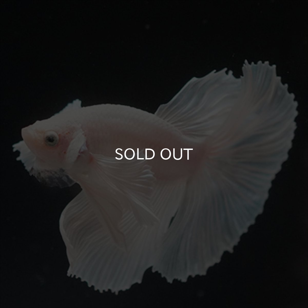 画像6: HM　ホワイトファンシー　ダンボ (6)