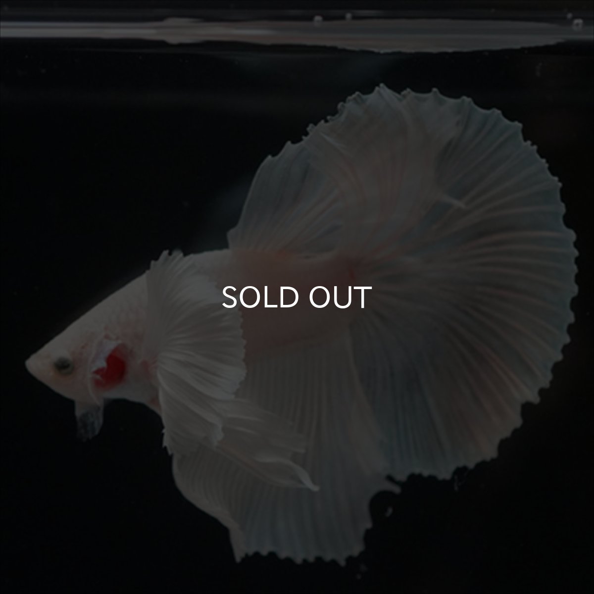 画像5: HM　ホワイトファンシー　ダンボ (5)