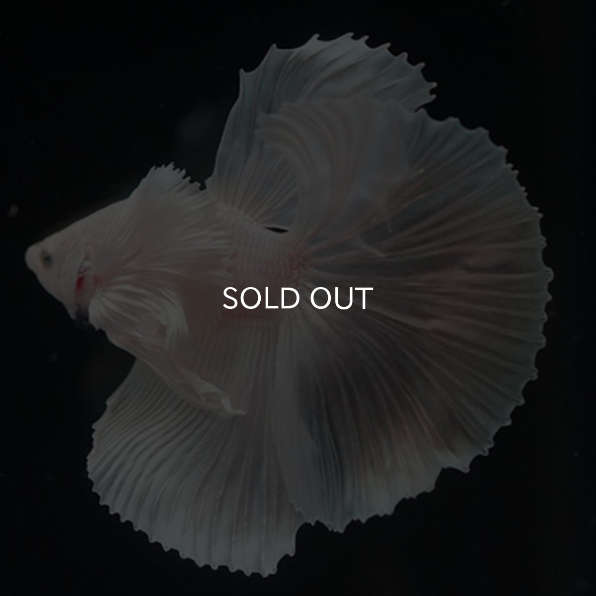 画像4: HM　ホワイトファンシー　ダンボ (4)