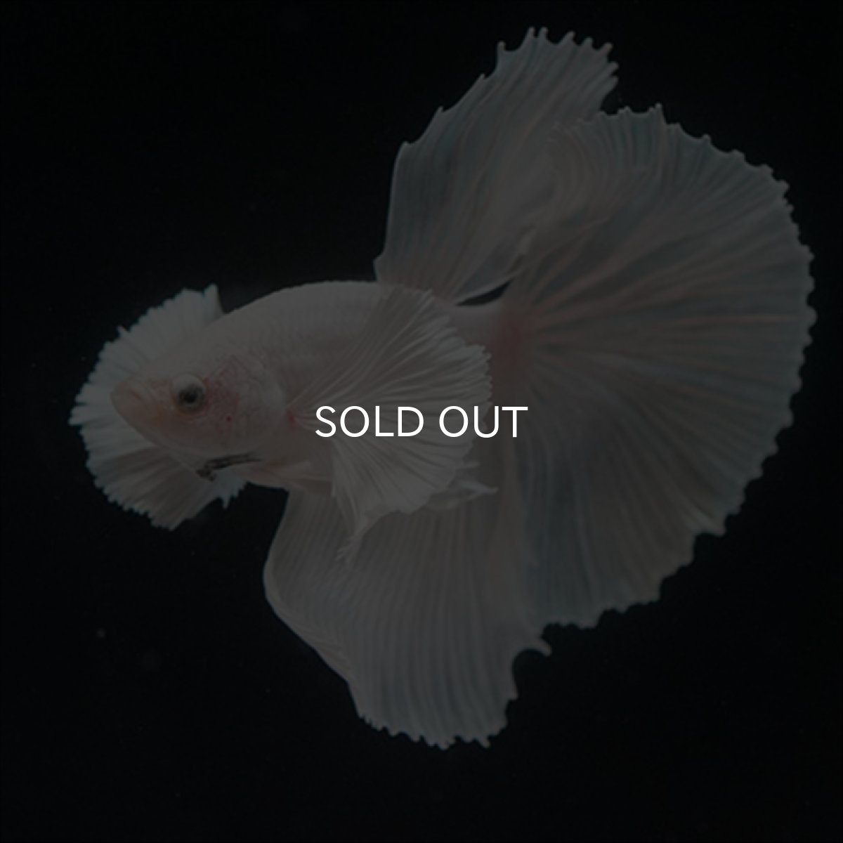 画像3: HM　ホワイトファンシー　ダンボ (3)