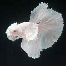 画像3: HM　ホワイトファンシー　ダンボ (3)
