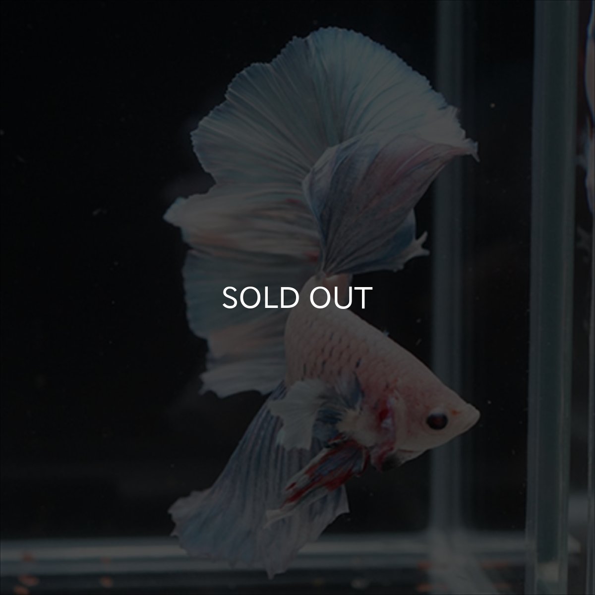 画像11: HM　ホワイトファンシー (11)