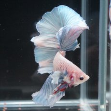 画像11: HM　ホワイトファンシー (11)