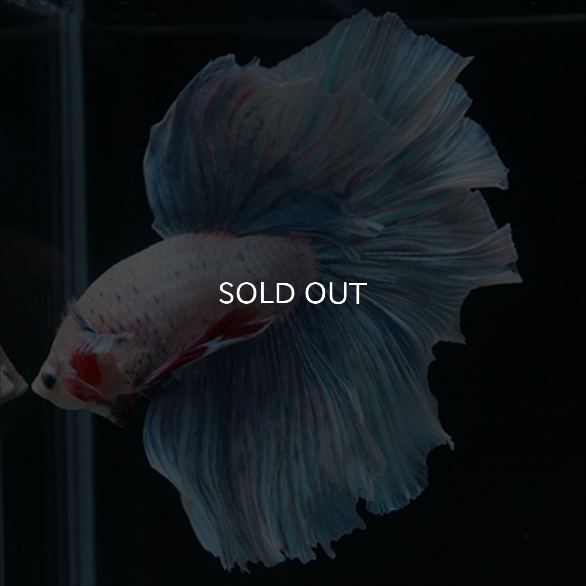 画像2: HM　ホワイトファンシー (2)