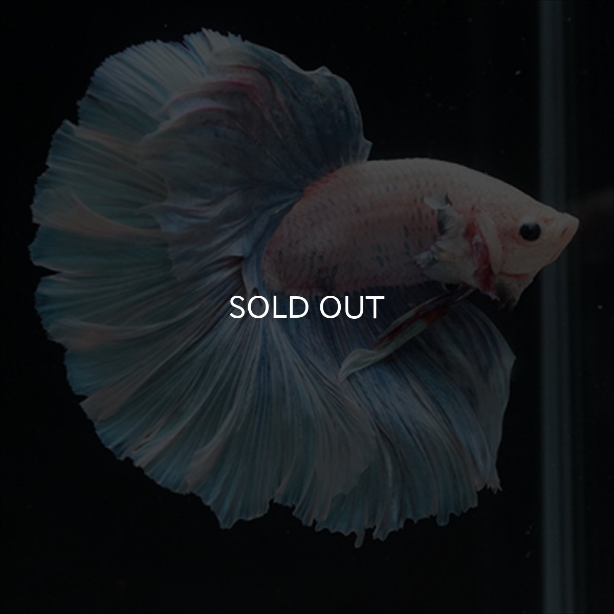 画像10: HM　ホワイトファンシー (10)