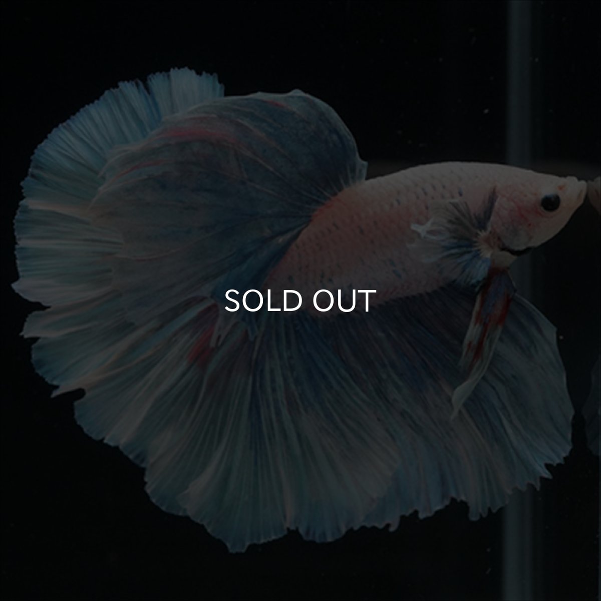 画像9: HM　ホワイトファンシー (9)