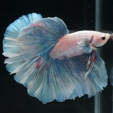 画像9: HM　ホワイトファンシー (9)