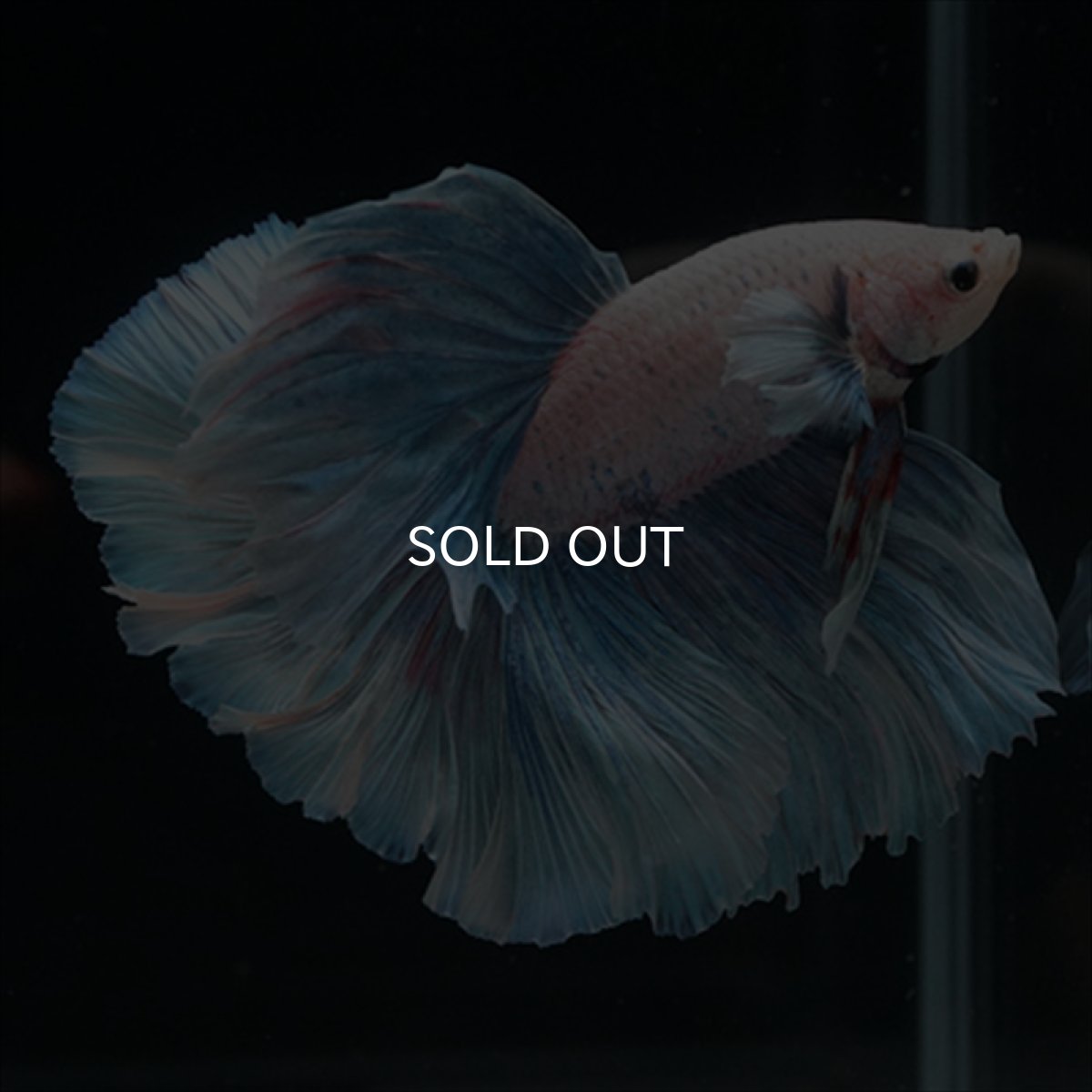 画像8: HM　ホワイトファンシー (8)