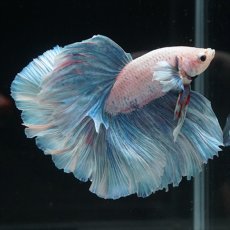 画像8: HM　ホワイトファンシー (8)