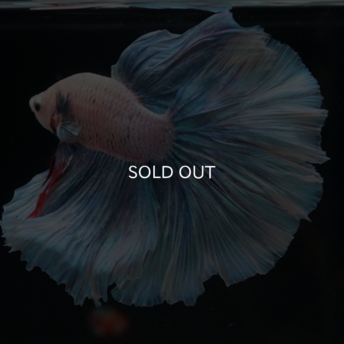 画像7: HM　ホワイトファンシー (7)