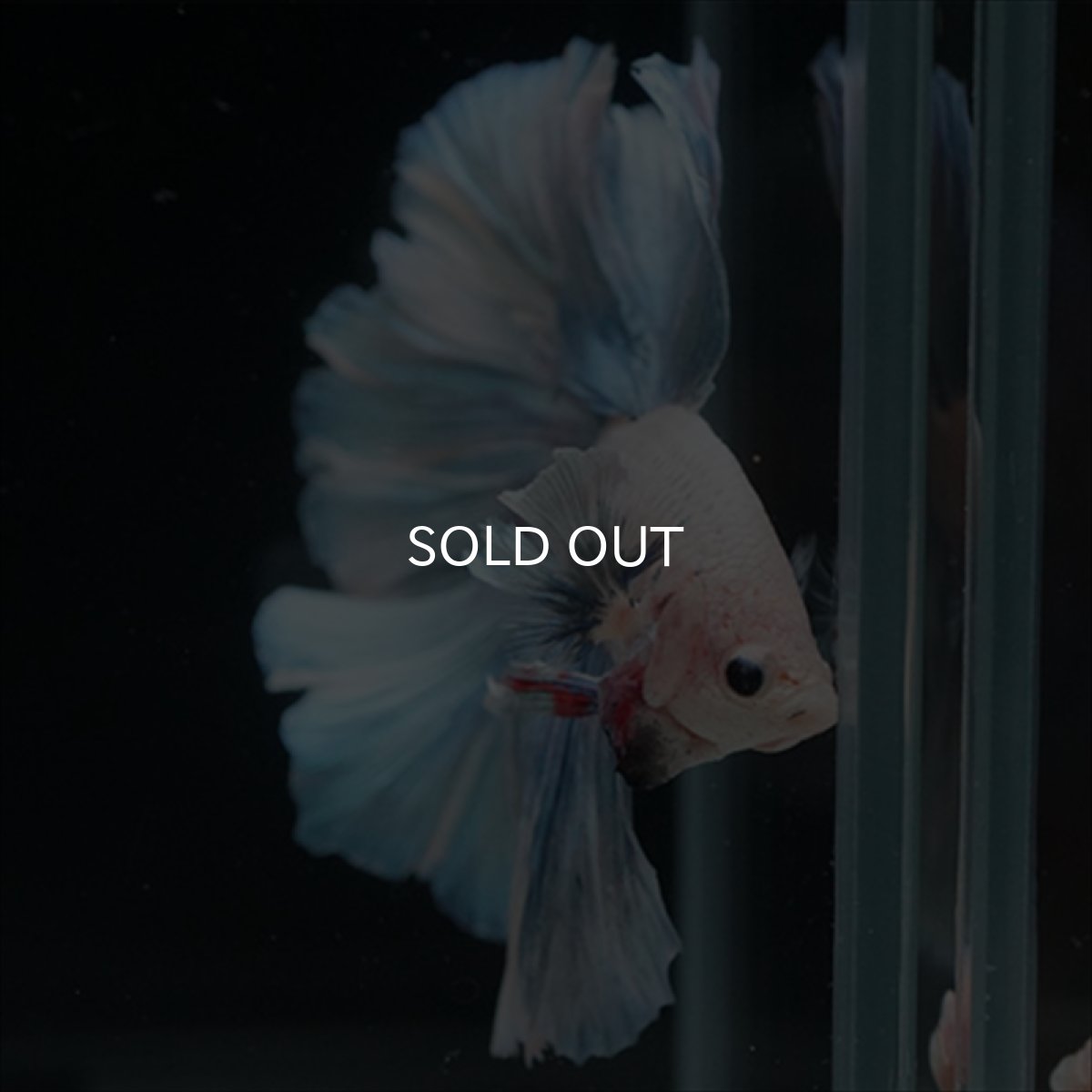 画像6: HM　ホワイトファンシー (6)