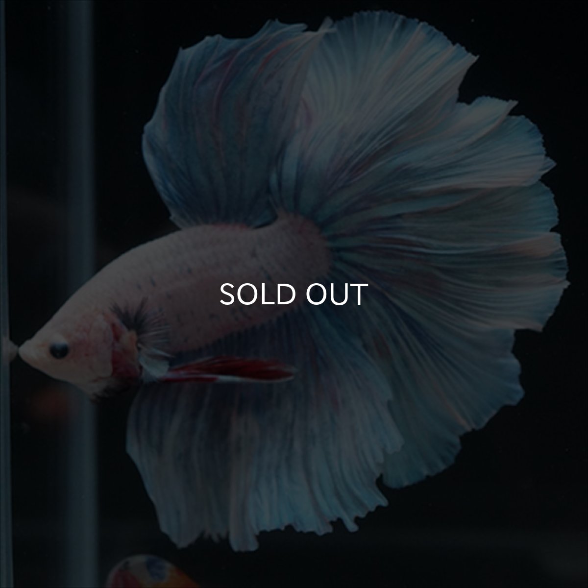 画像5: HM　ホワイトファンシー (5)