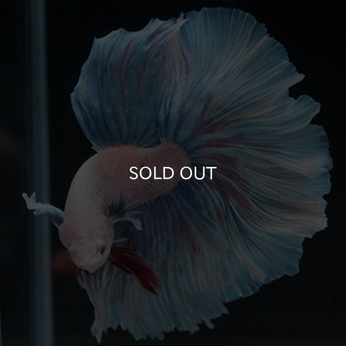 画像4: HM　ホワイトファンシー (4)