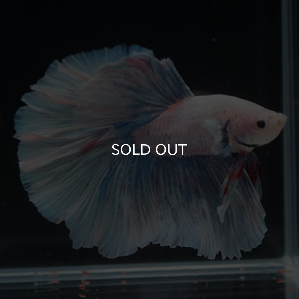 画像3: HM　ホワイトファンシー (3)