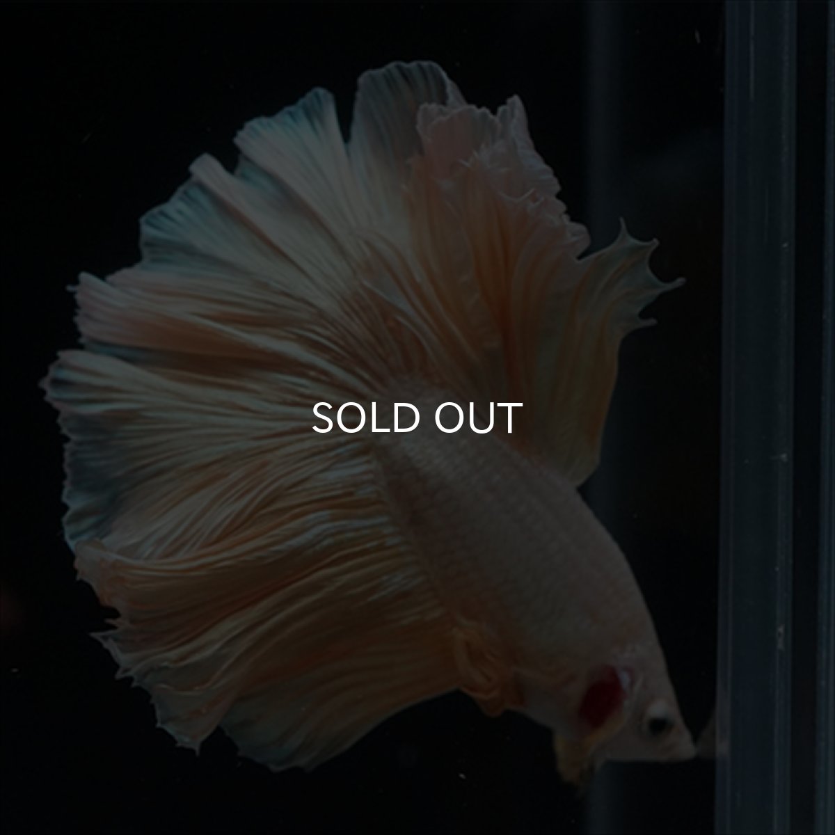 画像9: HM　ファンシーゴールド (9)