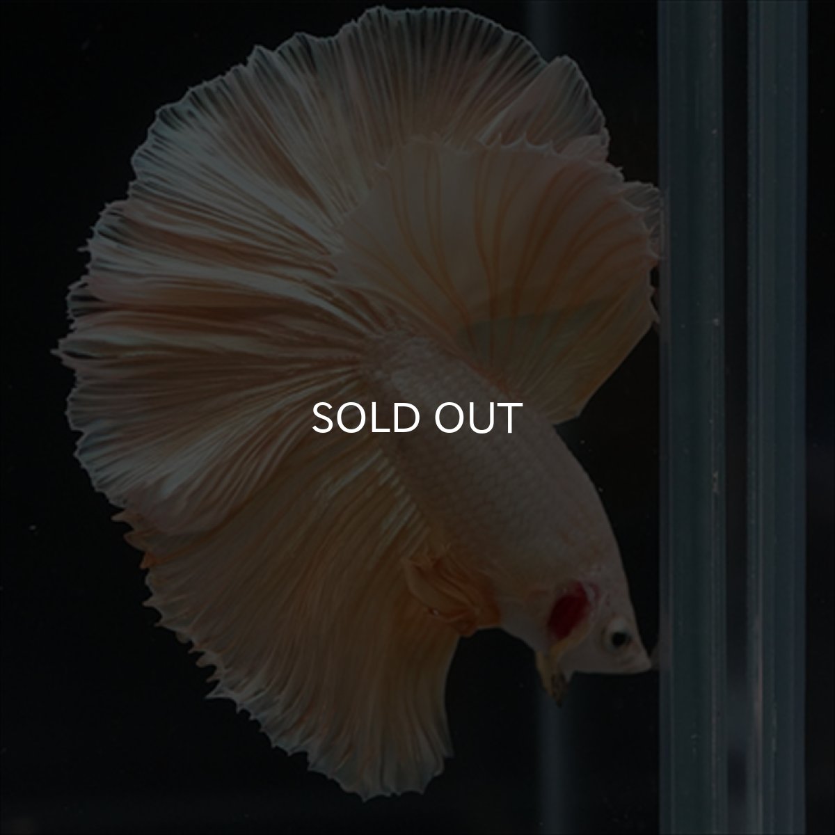 画像8: HM　ファンシーゴールド (8)