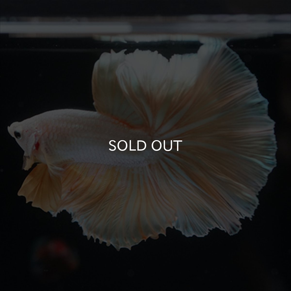 画像7: HM　ファンシーゴールド (7)