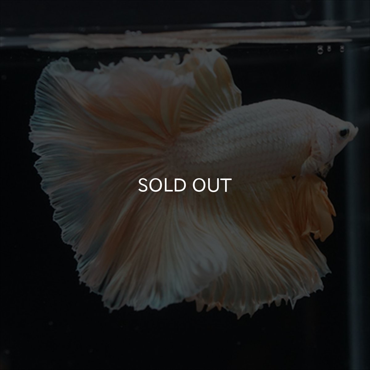 画像6: HM　ファンシーゴールド (6)