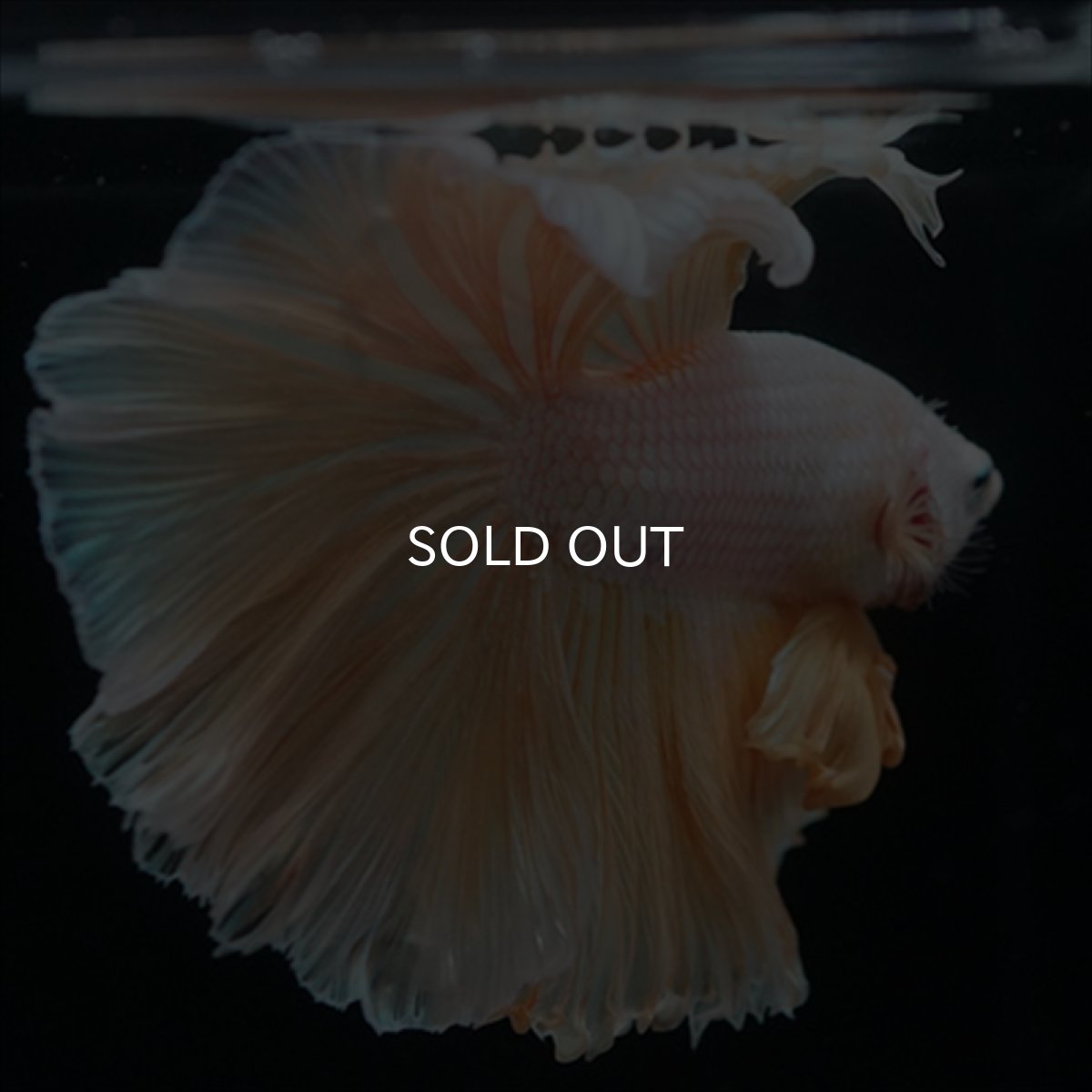 画像5: HM　ファンシーゴールド (5)