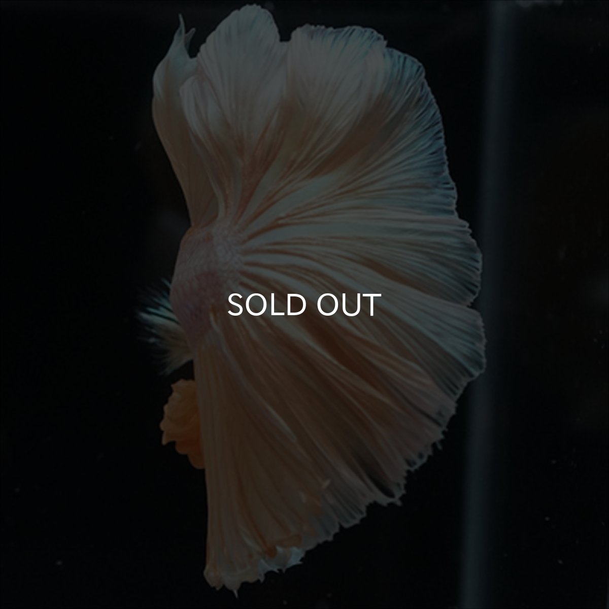 画像4: HM　ファンシーゴールド (4)