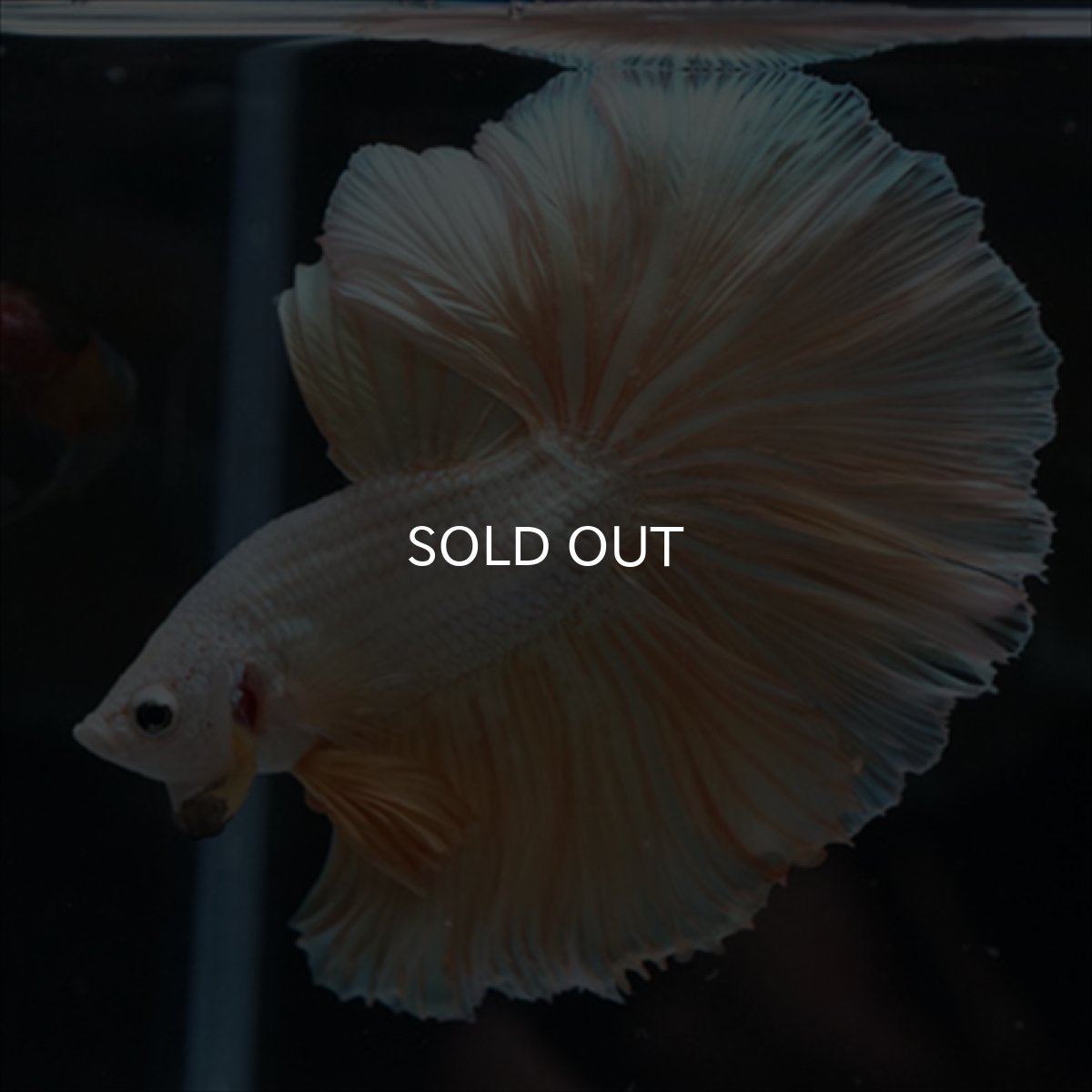 画像3: HM　ファンシーゴールド (3)